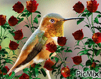 colibri - Bezmaksas animēts GIF