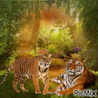 Tigre - 無料のアニメーション GIF