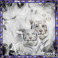 White Tigers - Free animated GIF