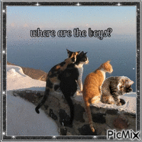 we are looking for the boys. animált GIF