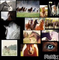 horse  <3 - GIF animé gratuit