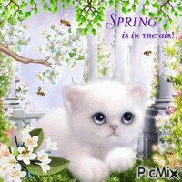 Cat In Spring - 免费动画 GIF