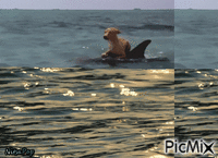 Dog with dolphins.. анимированный гифка