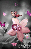 Çiçek ve Kelebek - GIF เคลื่อนไหวฟรี