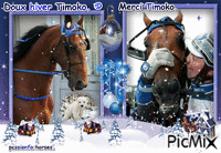 Le champion retraité Timoko. © - Free animated GIF