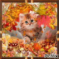 ***Chat d'automne*** GIF animasi