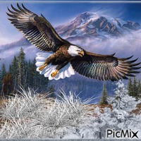 Aguila Real Americana