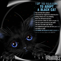 Schwarze Katzen - GIF animasi gratis