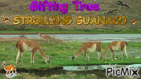 Strolling Guanaco - GIF animado gratis