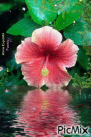 hibisco - Ingyenes animált GIF