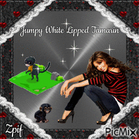 Jumpy White lipped tamarin animowany gif
