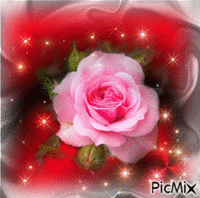 rózsa - Gratis geanimeerde GIF