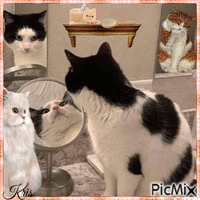 Le chat et le miroir - Ingyenes animált GIF