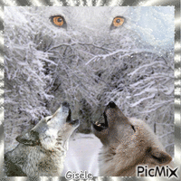 j' aime les loups - Gratis geanimeerde GIF