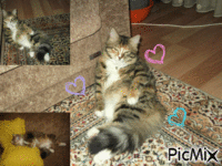 Canım Kedim ;) - Besplatni animirani GIF
