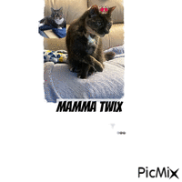 A pic of miss mamma twix your cat - GIF animé gratuit