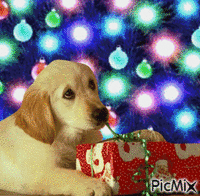 don't forget your pets at christmas animeret GIF