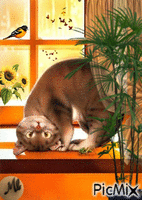 Gato oroñal animovaný GIF