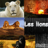 Les lions !!! - GIF เคลื่อนไหวฟรี