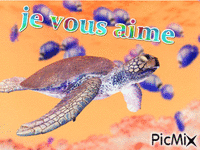 la tortue adorée - Ücretsiz animasyonlu GIF