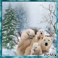 Famille d'ours blancs.
