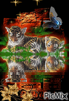 tygři - GIF animé gratuit