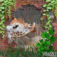 žirafa - Free animated GIF