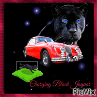 Charging Black Jaguar