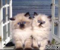 Gatti alla finestra - GIF animasi gratis