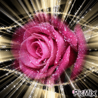 Rosa hermosa1 GIF animado