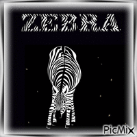 Zebra animovaný GIF