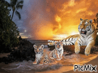 Tigers - GIF animado gratis