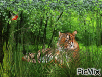 Tigre dans la fôret - GIF เคลื่อนไหวฟรี