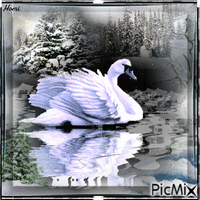 the swan - GIF animé gratuit