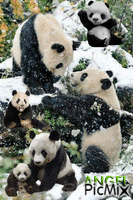 PANDAS - Gratis animeret GIF