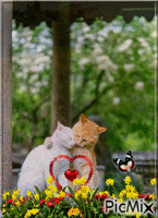 chats tendresse animeret GIF