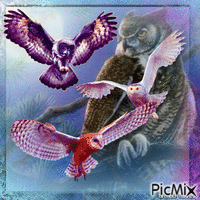 owl animēts GIF