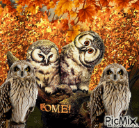 OWL WELCOME GIF animado