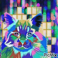 Rainbow cat/contest