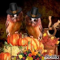 thanksgiving owl - GIF animé gratuit