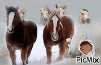Sueño con caballos GIF animata