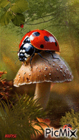 coccinelle animowany gif