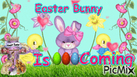 Easter Bunny Animated GIF