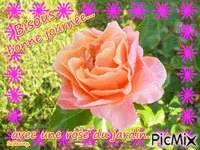 Une rose. GIF animé