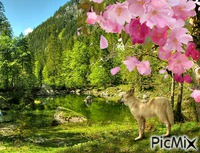 PicMix GIF animé