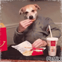 Funny dog - Animovaný GIF zadarmo