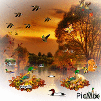 le rendez vous des canards a l automne - Gratis geanimeerde GIF
