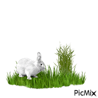 white rabbit - Gratis animerad GIF