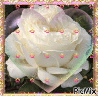 rosa Animated GIF