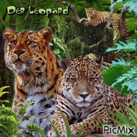 Der Leopard - GIF animado grátis